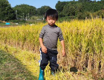 明日香　稲刈り