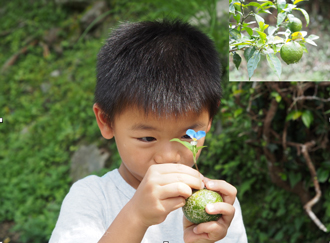 無農薬のゆず栽培