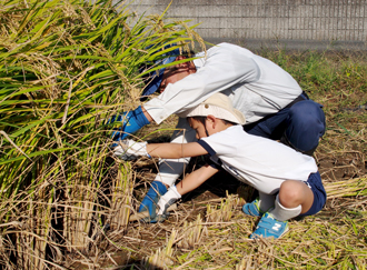 稲刈りのお手伝い