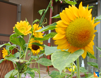 我が家の向日葵