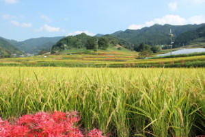 明日香村の棚田