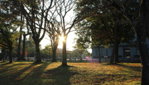 歯学と憂愁の美