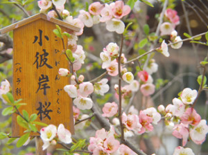 バラ科　彼岸桜