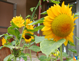 我が家の向日葵