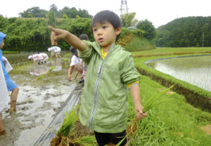 明日香村で米作り