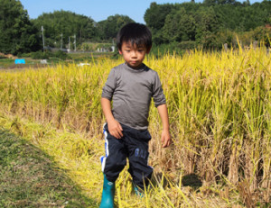 明日香　稲刈り