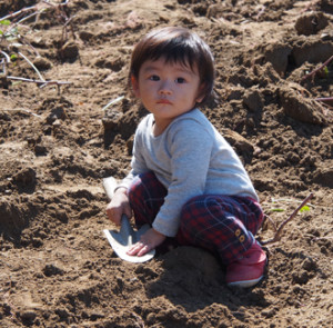 イモ掘り初参加の娘