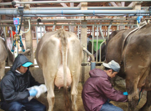 １日２回のお乳絞り