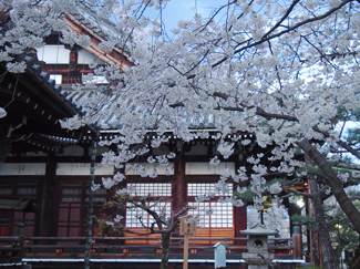 境内の櫻
