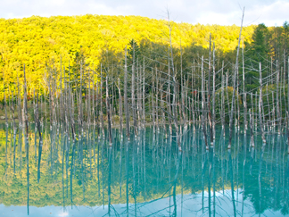 青い池　Apple待ち受け