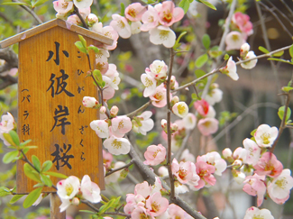 バラ科　彼岸桜