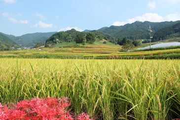 明日香村の棚田