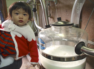 搾りたてのミルク