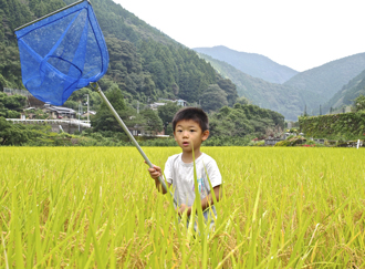 ９月の稲穂　高知県　安田川