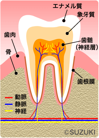 歯の断面図
